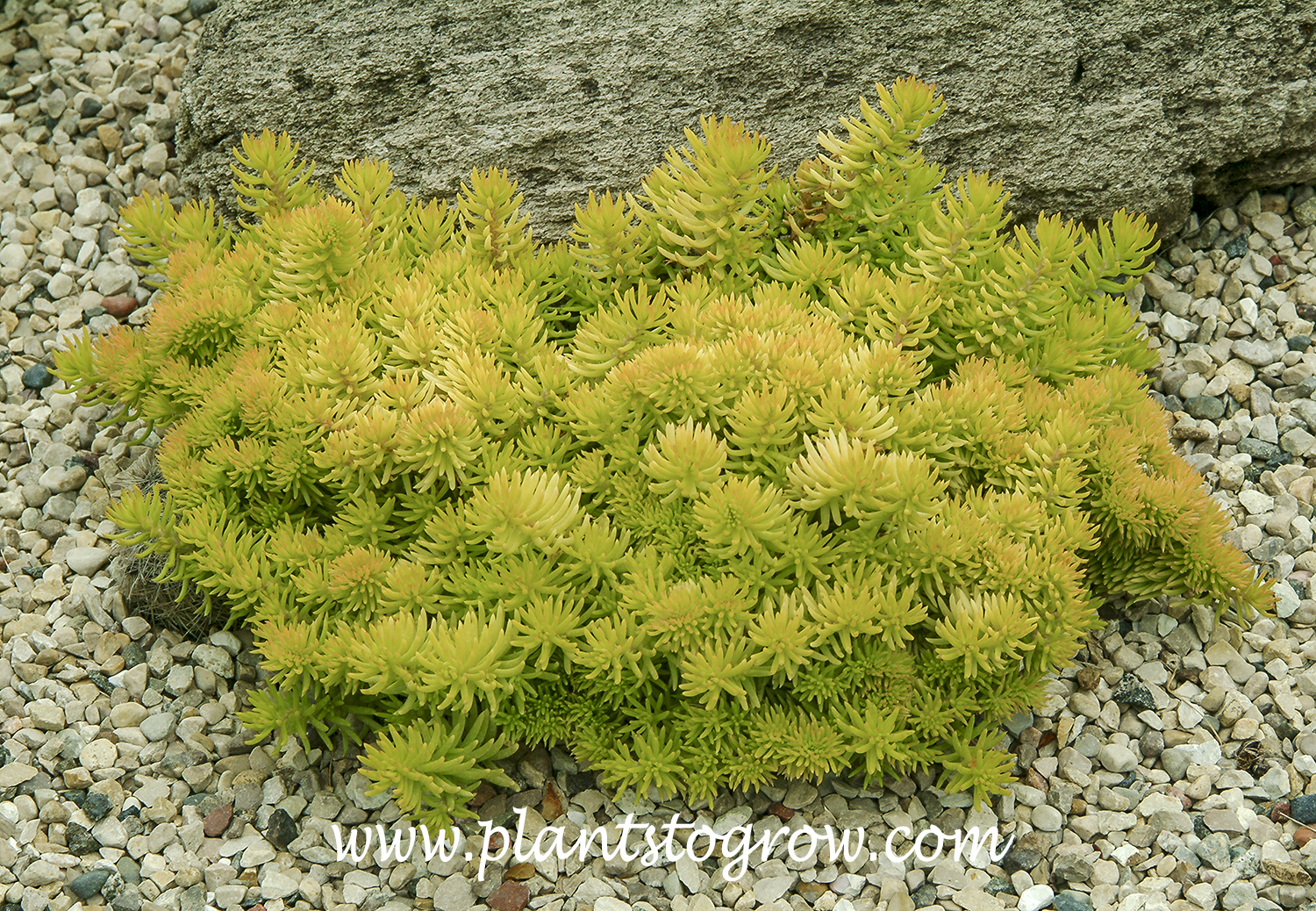 Sedum Angelina (Petrosedum)  growing in full sun.